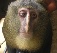 Close up of new species: lesula (Cercopithecus lomamiensis). This is a captive adult male. Photo courtesy of Hart et al.