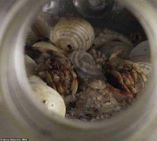 Image result for hermit crabs die from plastic"