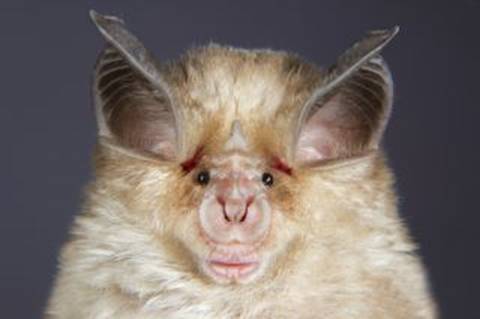 a
              closeup on the face of a horseshoe bat