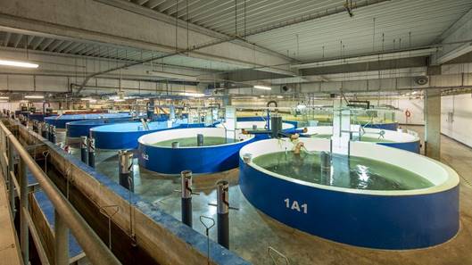 Tanks at at Aquamaof fish farm in Poland