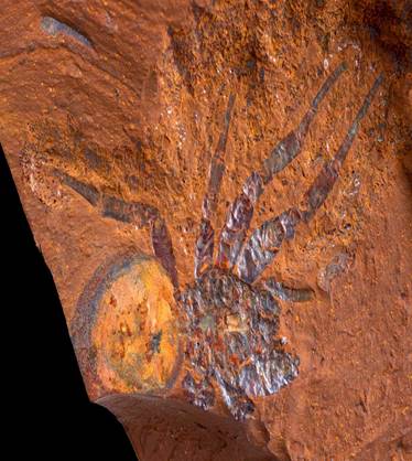 Fossils: Spider remains shed light on Australia&#39;s ancient rainforest  ecosystem | New Scientist